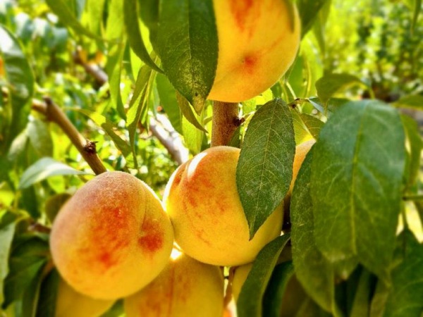 Weekend in Armenia 4 days/3 nights Art-Travel